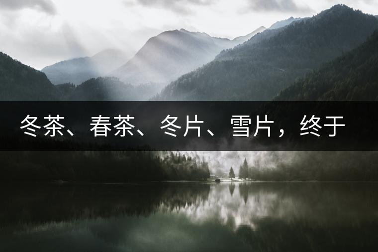 冬茶、春茶、冬片、雪片,終于分清楚了 冬茶、春茶、冬片、雪片,終于分清楚了