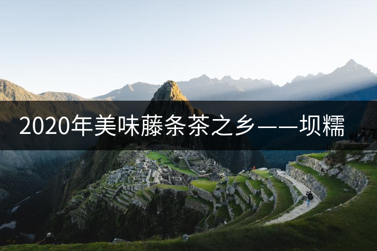 2020年美味藤條茶之鄉——壩糯-易武中聘號