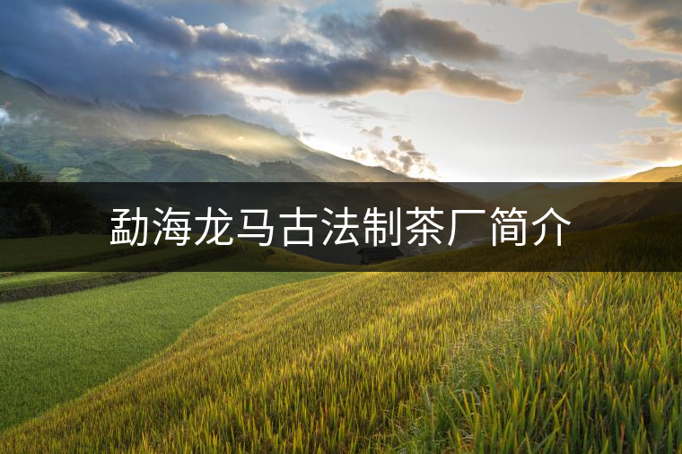 勐海龍馬古法制茶廠簡介