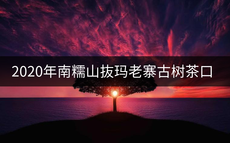 2020年南糯山抜瑪老寨古樹茶口感-易武中聘號 2020年南糯山抜瑪老寨古樹茶口感-易武中聘號