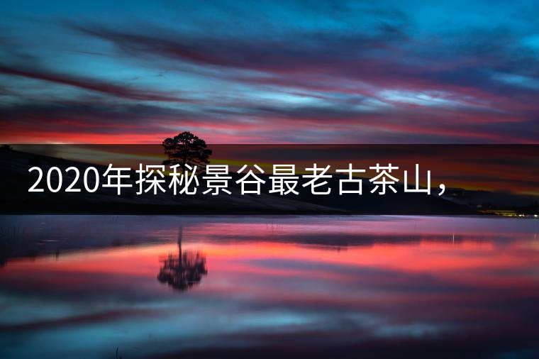 2020年探秘景谷最老古茶山，一個家族的興茶往事-易武中聘號