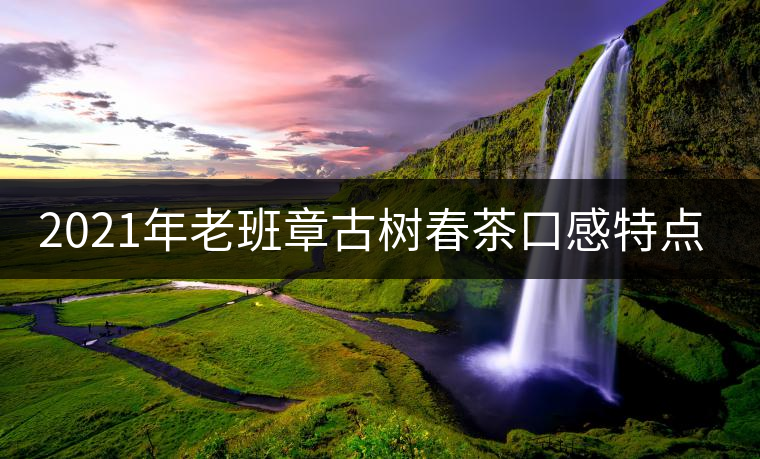 2021年老班章古樹春茶口感特點? 2021年老班章古樹春茶口感特點?