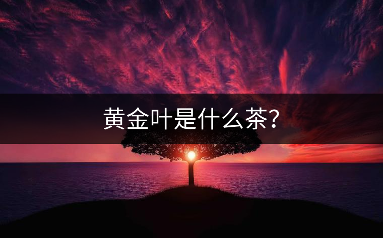黃金葉是什么茶？