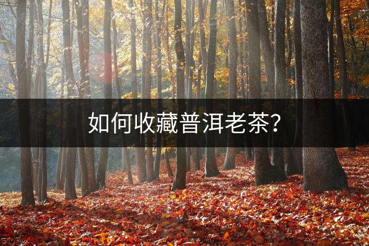 如何收藏普洱老茶? 如何收藏普洱老茶?