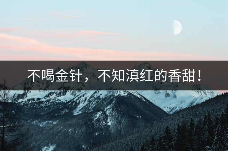 不喝金針，不知滇紅的香甜！