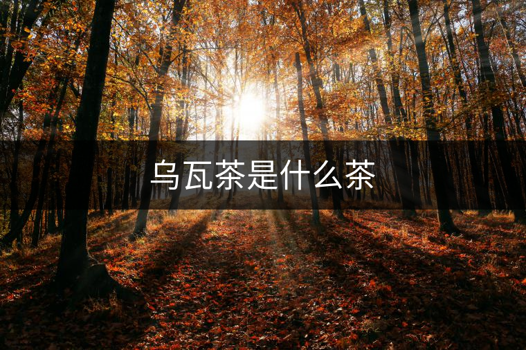 烏瓦茶是什么茶 烏瓦茶是什么茶