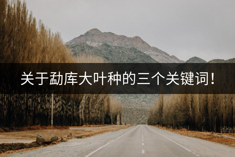 關(guān)于勐庫大葉種的三個(gè)關(guān)鍵詞! 關(guān)于勐庫大葉種的三個(gè)關(guān)鍵詞!