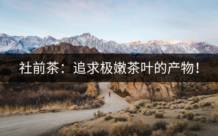 社前茶：追求極嫩茶葉的產物！