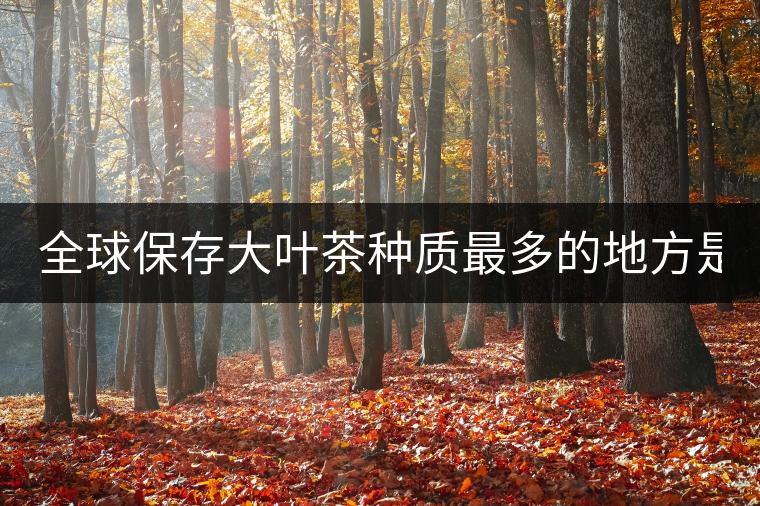 全球保存大葉茶種質(zhì)最多的地方是哪? 全球保存大葉茶種質(zhì)最多的地方是哪?