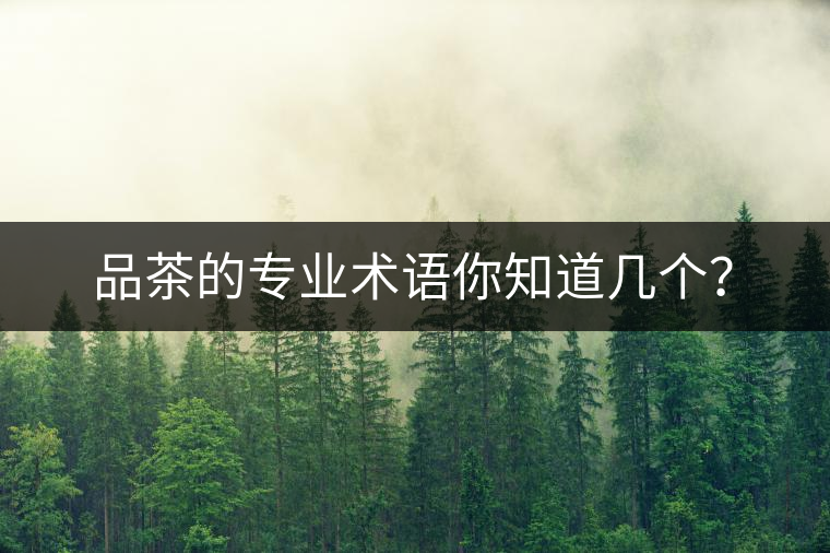 品茶的專業術語你知道幾個？