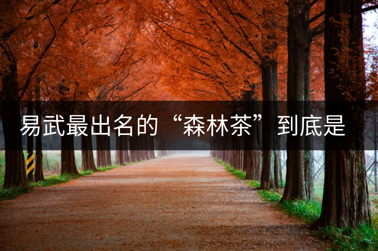 易武最出名的“森林茶”到底是什么茶? 易武最出名的“森林茶”到底是什么茶?