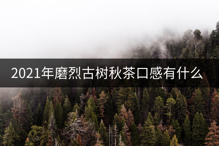 2021年磨烈古樹秋茶口感有什么特點？
