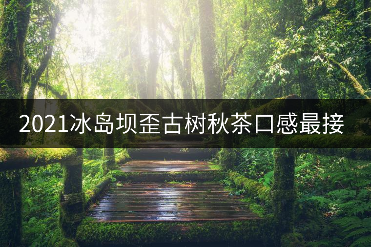 2021冰島壩歪古樹秋茶口感最接近冰島老寨！