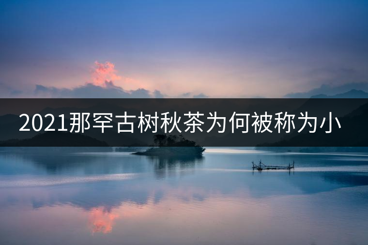 2021那罕古樹秋茶為何被稱為小昔歸? 2021那罕古樹秋茶為何被稱為小昔歸?