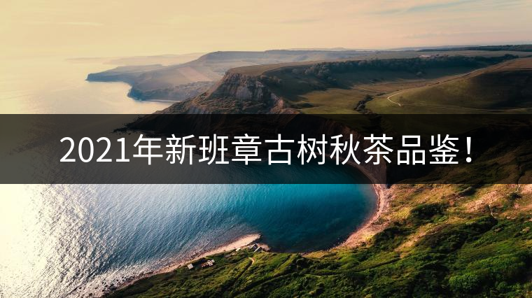 2021年新班章古樹秋茶品鑒！