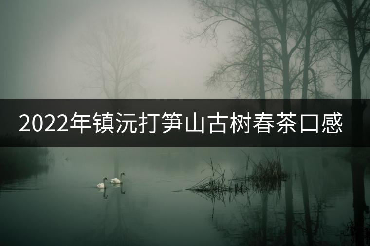 2022年鎮沅打筍山古樹春茶口感？