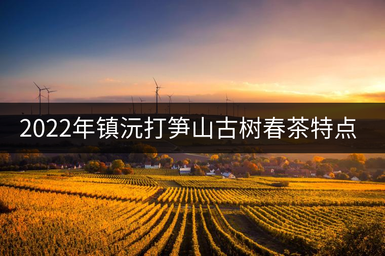 2022年鎮沅打筍山古樹春茶特點？