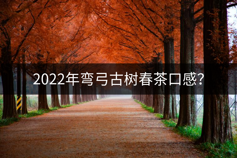 2022年彎弓古樹春茶口感? 2022年彎弓古樹春茶口感?