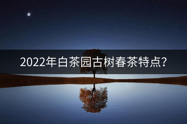 2022年白茶園古樹春茶特點？