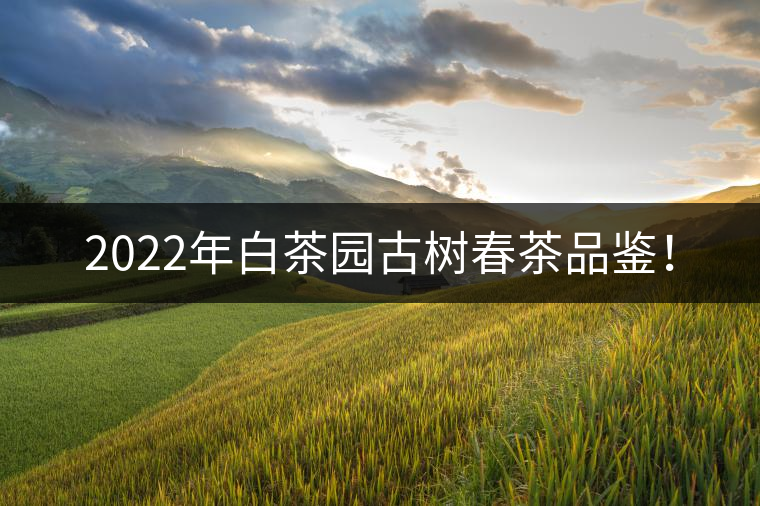 2022年白茶園古樹(shù)春茶品鑒！