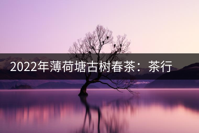 2022年薄荷塘古樹春茶:茶行業的金字招牌 2022年薄荷塘古樹春茶:茶行業的金字招牌