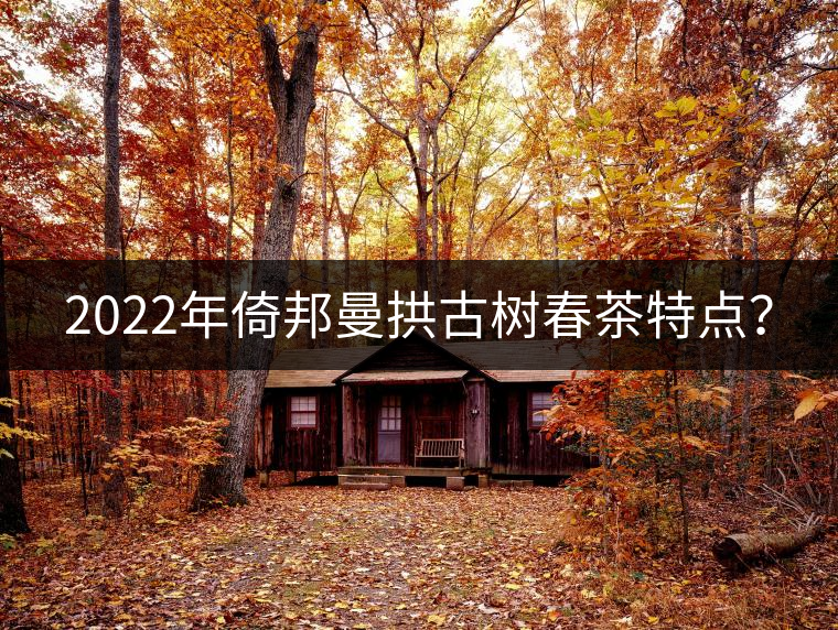 2022年倚邦曼拱古樹春茶特點？