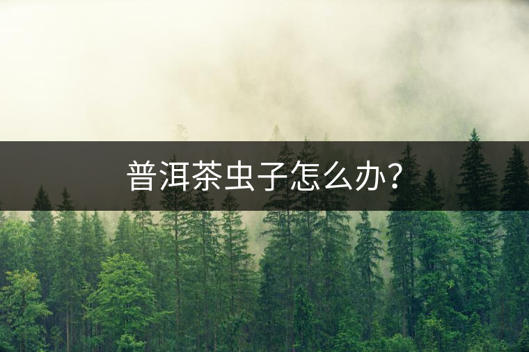 普洱茶蟲子怎么辦？