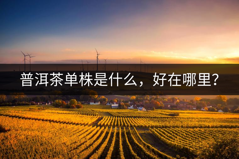 普洱茶單株是什么，好在哪里？