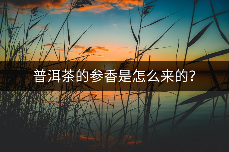 普洱茶的參香是怎么來的? 普洱茶的參香是怎么來的?