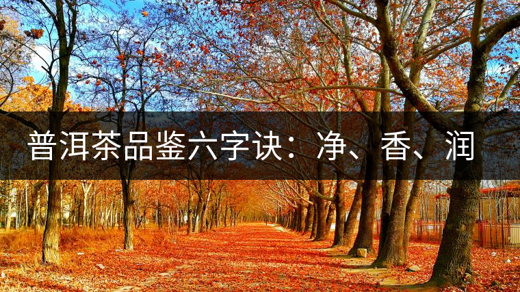 普洱茶品鑒六字訣：凈、香、潤(rùn)、厚、甘、甜，帶你體驗(yàn)普洱的魅力
