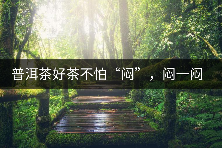 普洱茶好茶不怕“悶”，悶一悶看本味