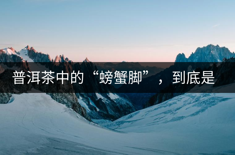 普洱茶中的“螃蟹腳”,到底是什么?如何辨別? 普洱茶中的“螃蟹腳”,到底是什么?如何辨別?