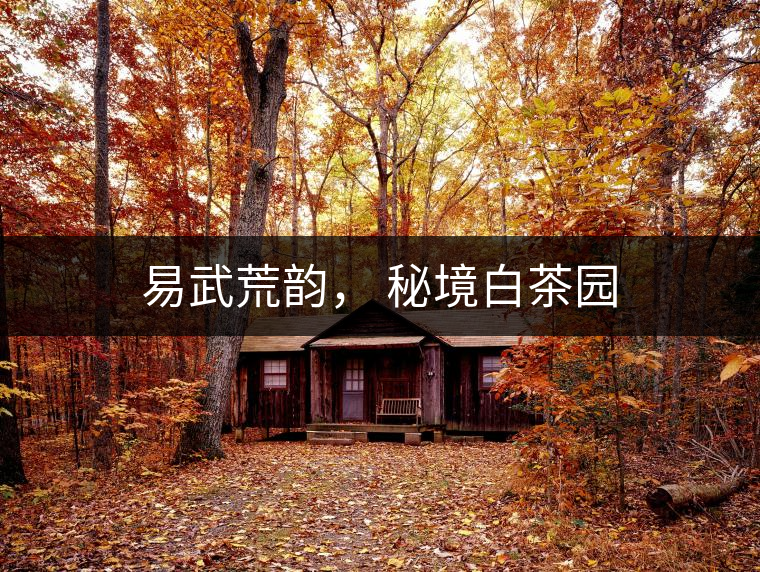 易武荒韻， 秘境白茶園
