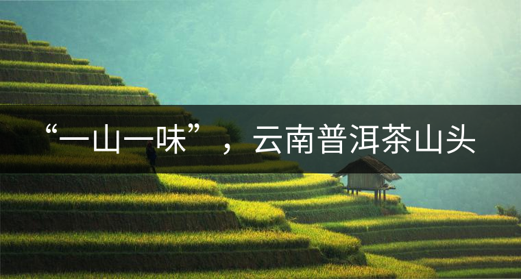 “一山一味”，云南普洱茶山頭茶的真實意義！