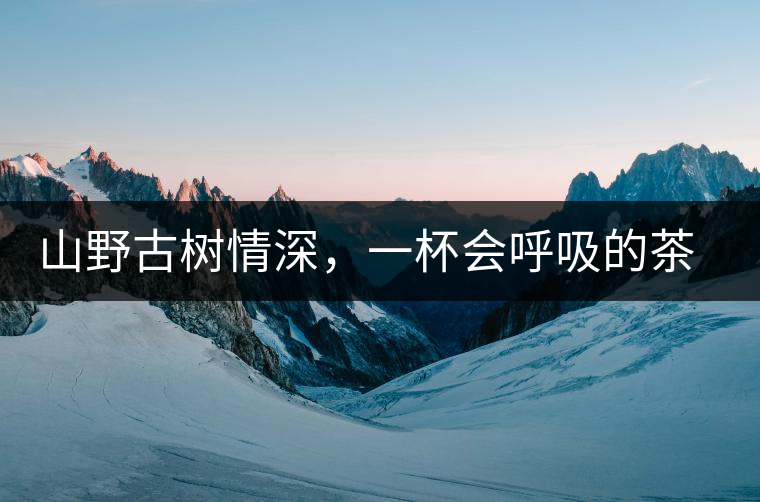 山野古樹情深，一杯會呼吸的茶滋味