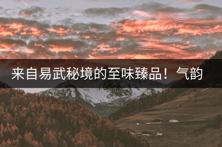 來自易武秘境的至味臻品！氣韻強勁，余韻深邃，一口喚醒你的味蕾~