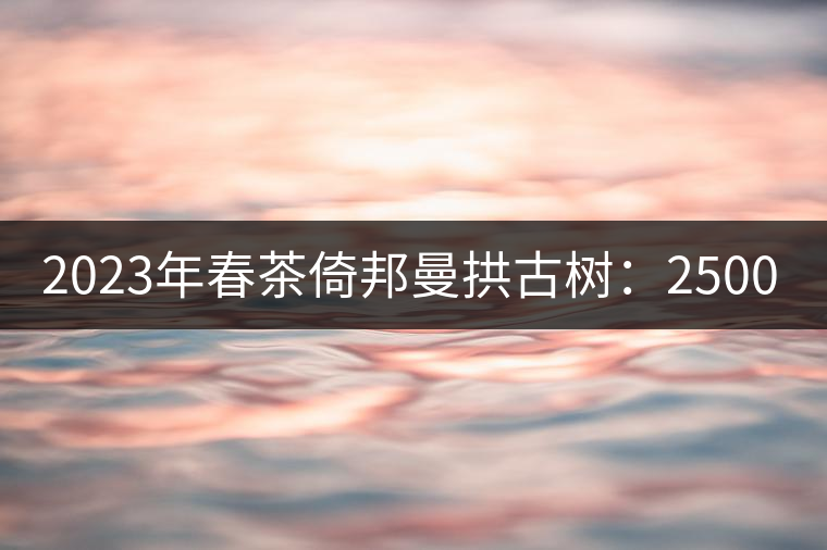 2023年春茶倚邦曼拱古樹：2500-3000元／公斤，貓耳朵6000元／公斤