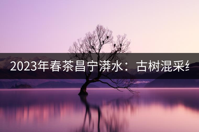 2023年春茶昌寧漭水：古樹混采純料480-600元／公斤，大樹360-420元／公斤，臺地260-300元／公斤，古樹單株均價880-1200元／公斤。