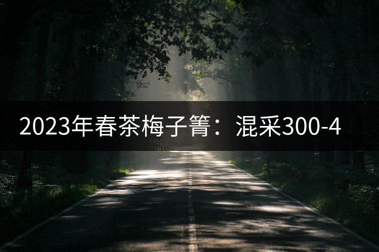 2023年春茶梅子箐:混采300-400元/公斤,挑采600元/公斤 2023年春茶梅子箐:混采300-400元/公斤,挑采600元/公斤