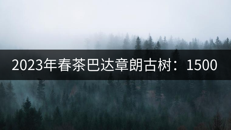 2023年春茶巴達章朗古樹:1500-1600元/公斤,喬木250元/公斤 2023年春茶巴達章朗古樹:1500-1600元/公斤,喬木250元/公斤