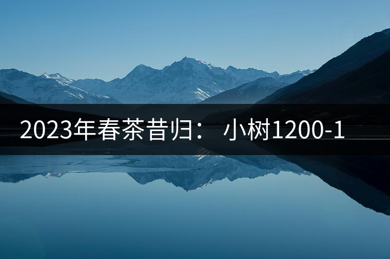 2023年春茶昔歸： 小樹1200-1600元／公斤，大樹4500-5200元／公斤，古樹7500-9000元／公斤.