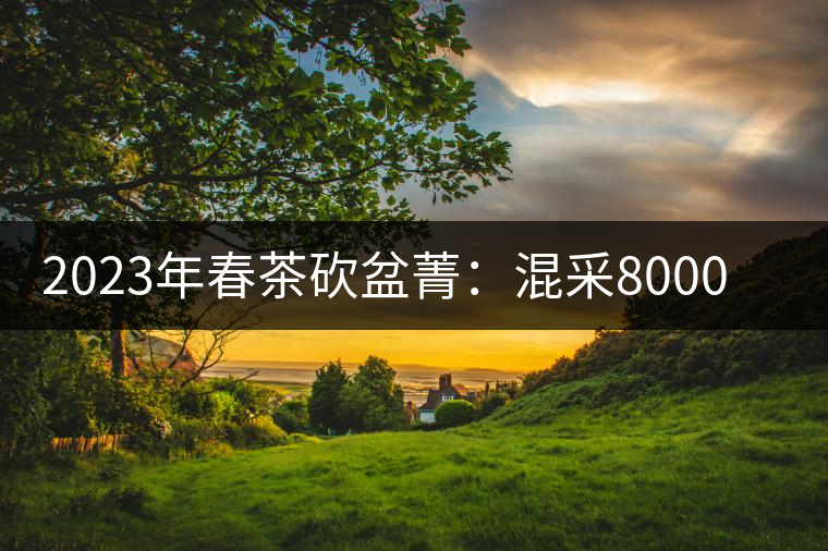 2023年春茶砍盆菁:混采8000元/公斤, 挑采:12000元/公斤 2023年春茶砍盆菁:混采8000元/公斤, 挑采:12000元/公斤