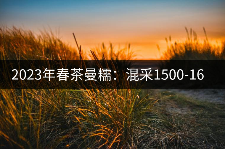 2023年春茶曼糯：混采1500-1600元／公斤，挑采2000-2400元／公斤