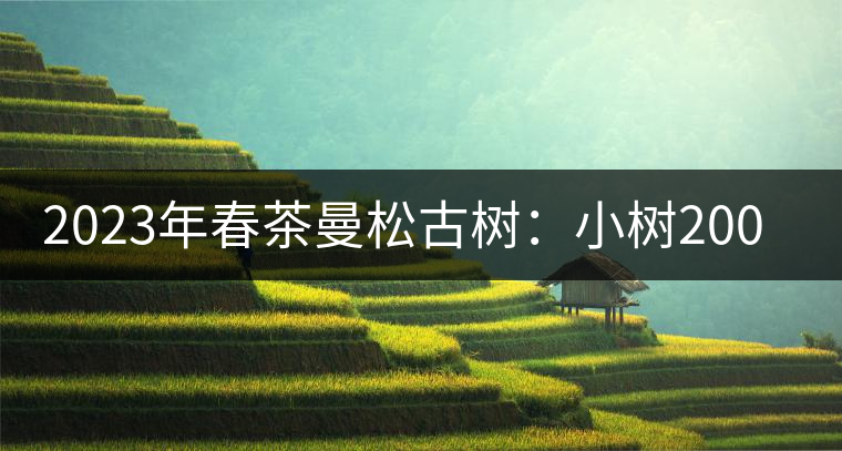 2023年春茶曼松古樹：小樹2000元／公斤，古樹：40000元／公斤