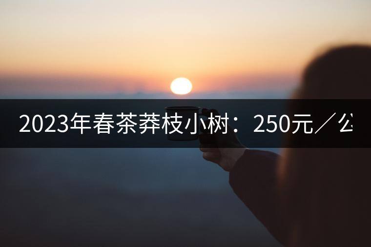 2023年春茶莽枝小樹:250元/公斤, 古樹:1000-1200元/公斤 2023年春茶莽枝小樹:250元/公斤, 古樹:1000-1200元/公斤