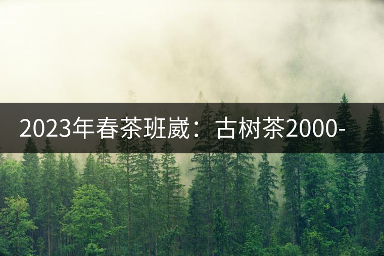2023年春茶班崴:古樹茶2000-2500元/公斤 2023年春茶班崴:古樹茶2000-2500元/公斤