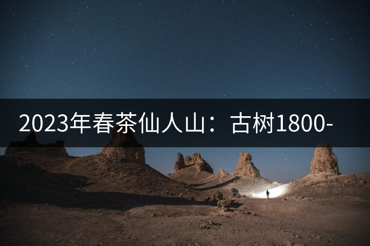 2023年春茶仙人山：古樹1800-2500元／公斤，老曼峨：小樹：600元／公斤 1600-1800元／公斤