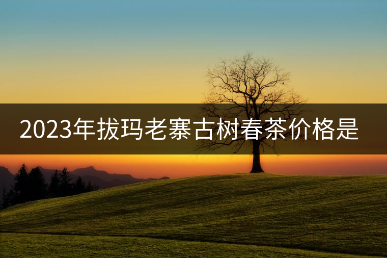 2023年拔瑪老寨古樹(shù)春茶價(jià)格是多少？