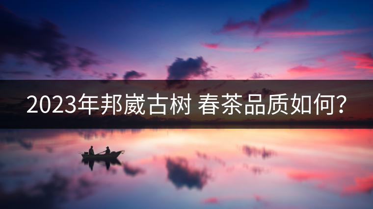 2023年邦崴古樹 春茶品質如何? 2023年邦崴古樹 春茶品質如何?