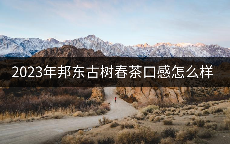 2023年邦東古樹春茶口感怎么樣？
